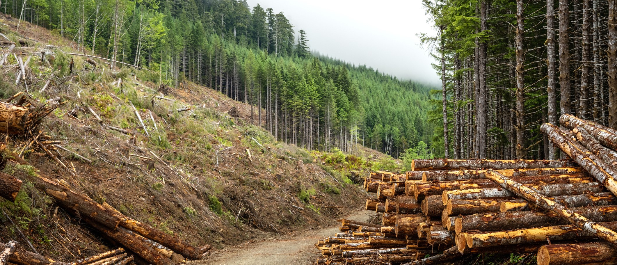 Cultivating Sustainability: The Art and Science of Silviculture